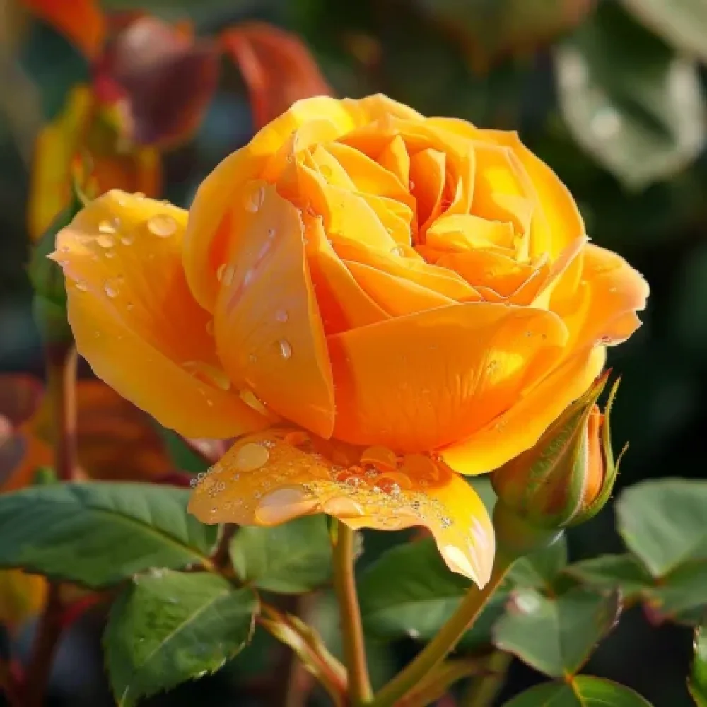 Ros 'Lemon Charm' – barrotad