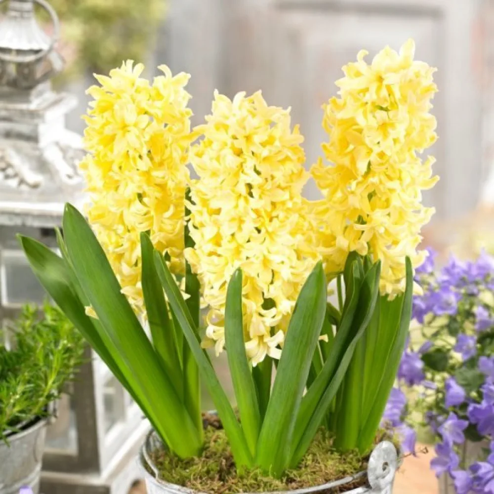 Hyacint 'Gipsy princess'