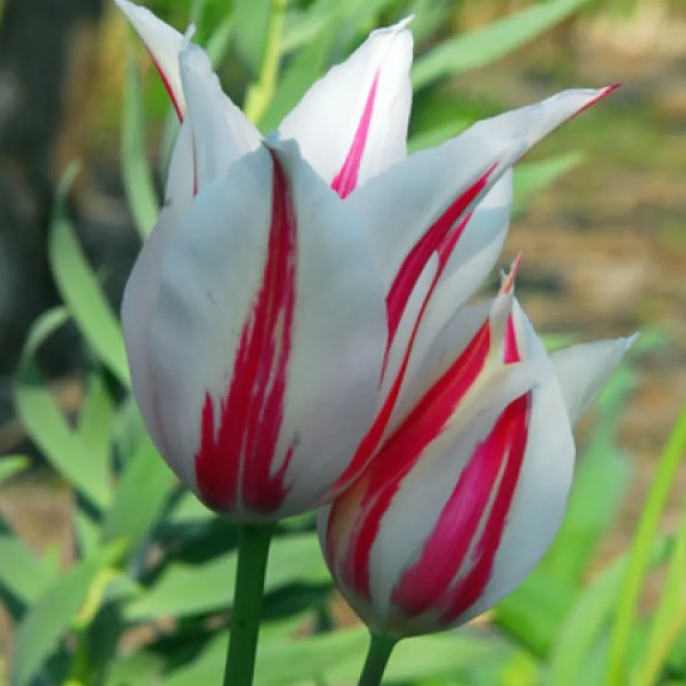 Tulpan 'Marilyn'