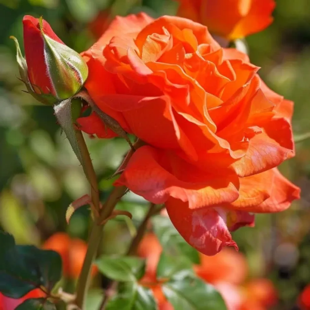 Ros 'Evening Longing' – barrotad