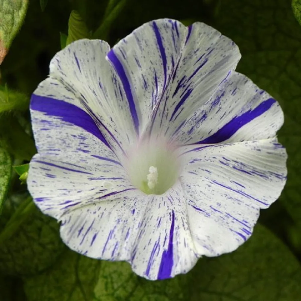 Purpurvinda 'Arlequin'