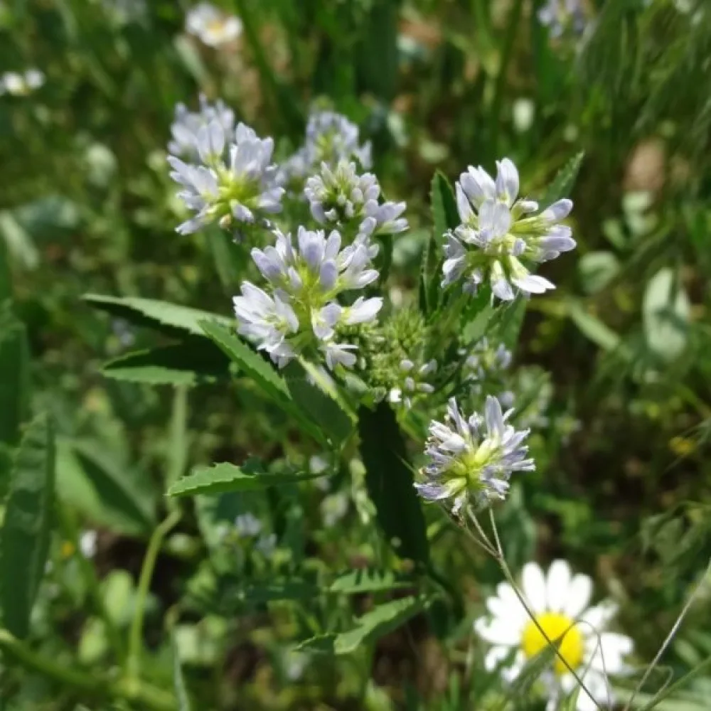 Blå bockhornsklöver Trigonella caerulea