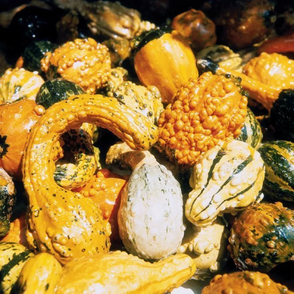 Pumpa, små- och storfruktiga – blandning