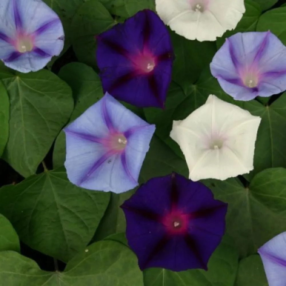 Purpurvinda 'Celestial' – mix