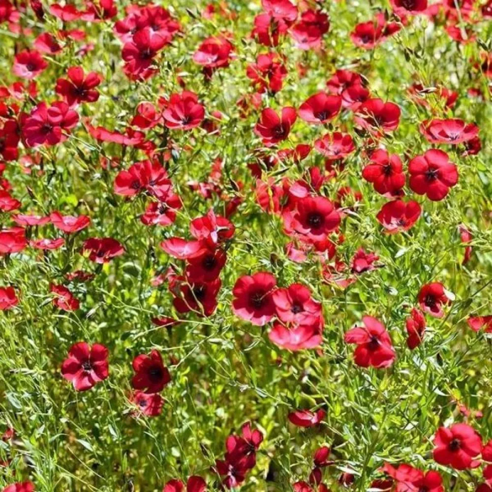 Sommarflox 'Beauty Crimson'