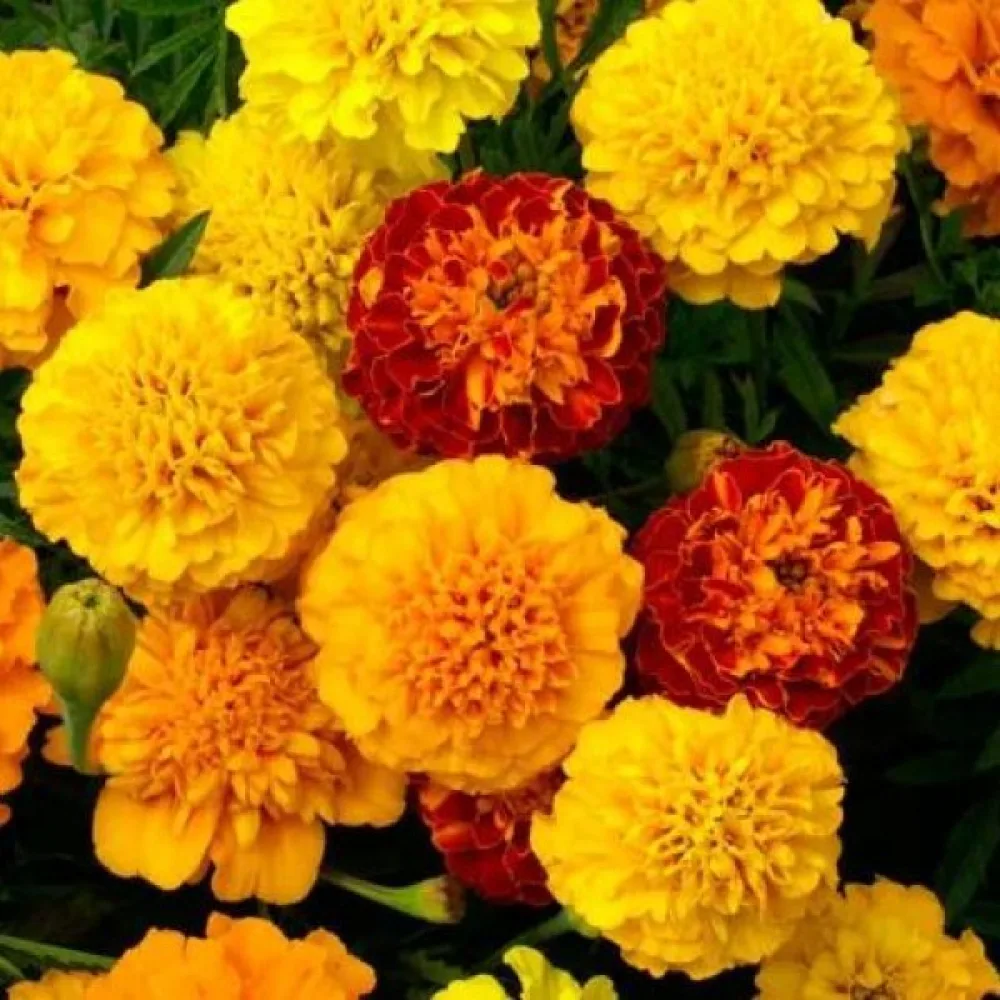 Fransk tagetes O'Boy (blandning)