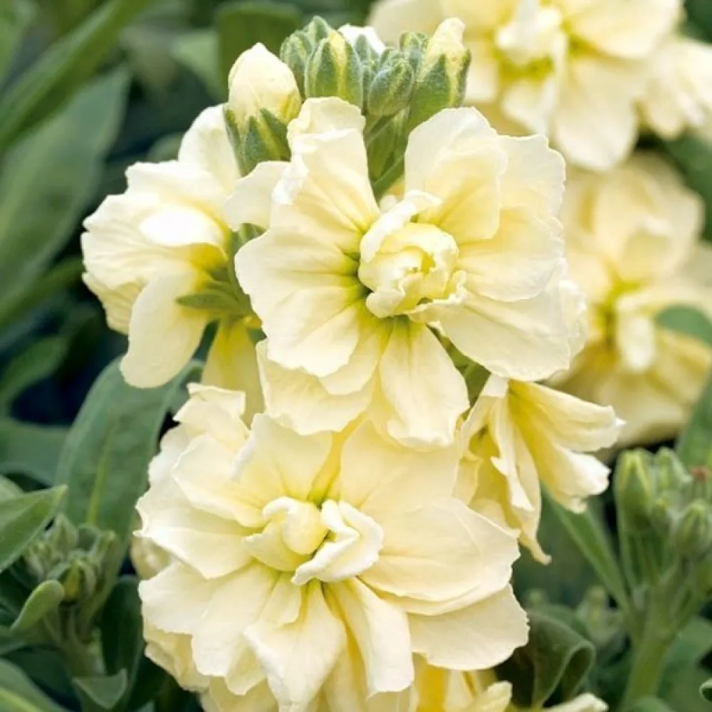 Lövkoja Matthiola incana, gul