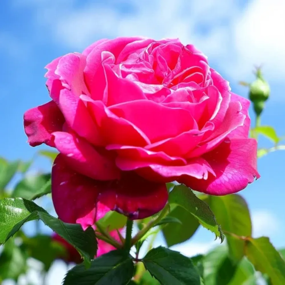 Ros 'Burgundy Pearl'