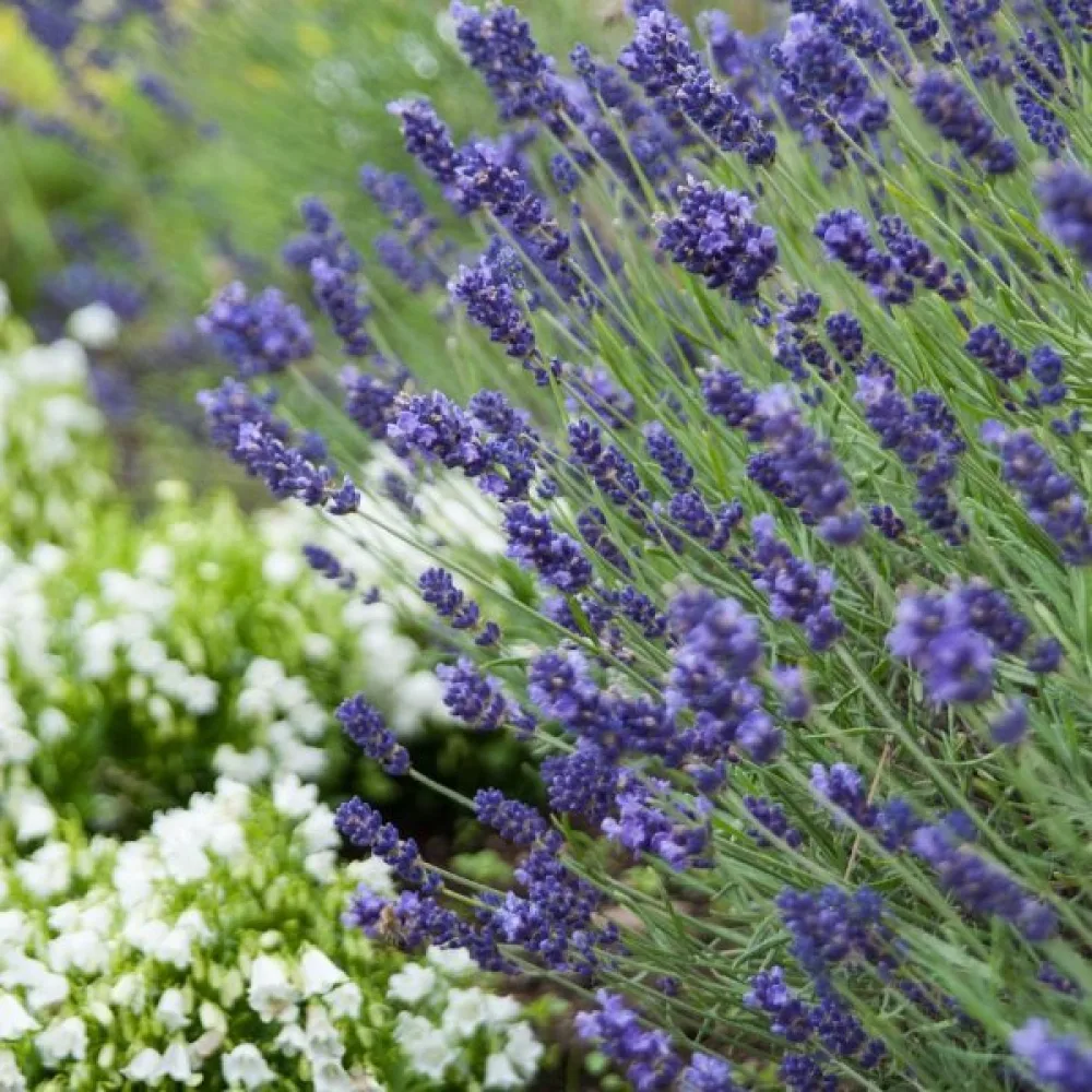 Lavendel 'Hidcote Blue'