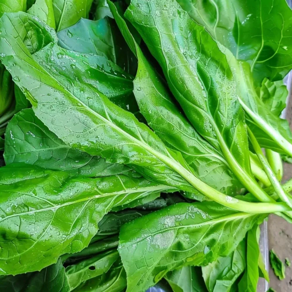 Cikoria 'Spadona' för mikrogrönt