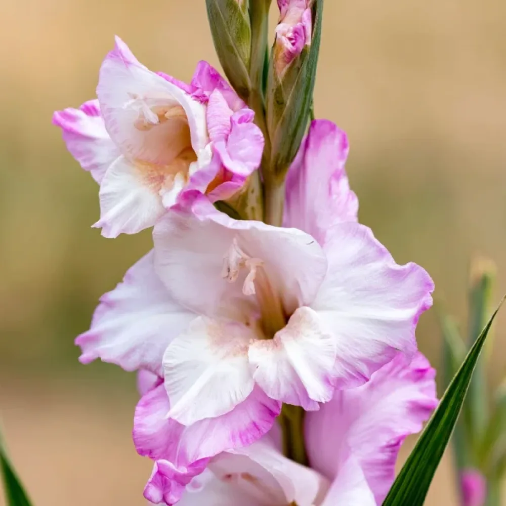 Gladiolus 'Carine Nanus'