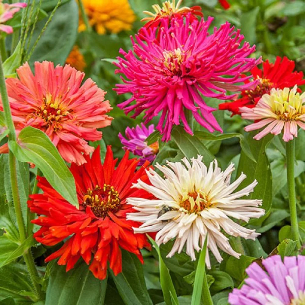 Zinnia 'Cactus Giant Formula Mixture'