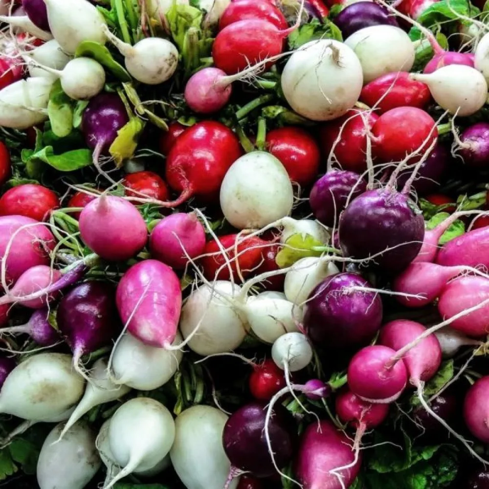 Rädisa 'Easter Eggs' (blandning)