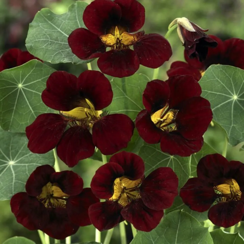 Krasse 'Black Velvet'