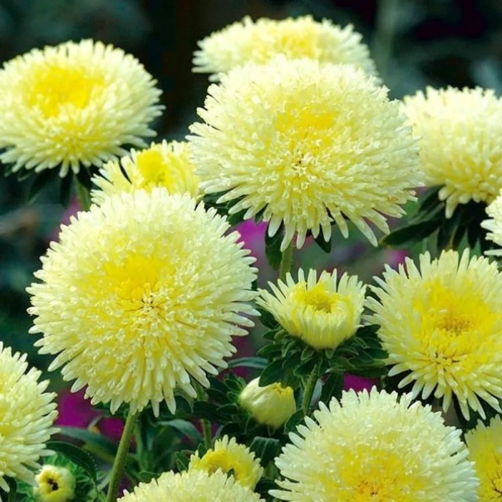 Sommaraster 'Bolero' – gul