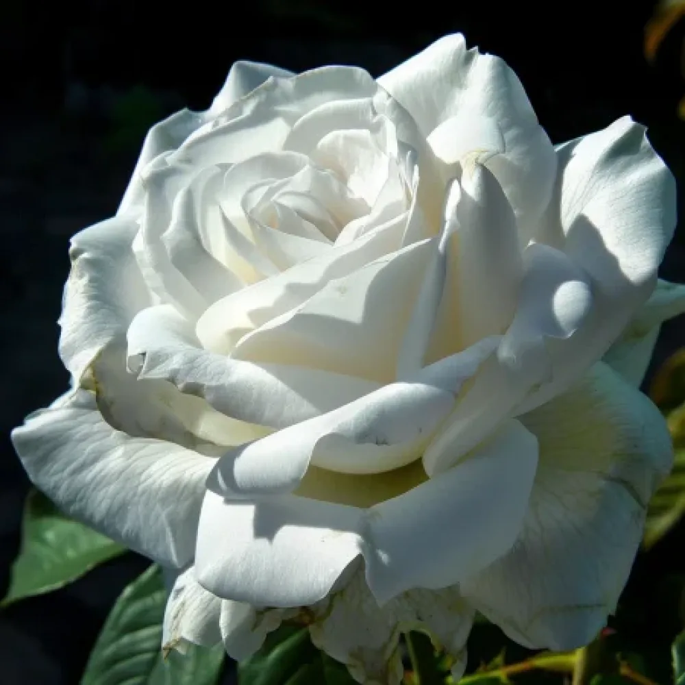 Ros 'Cream Elegance'