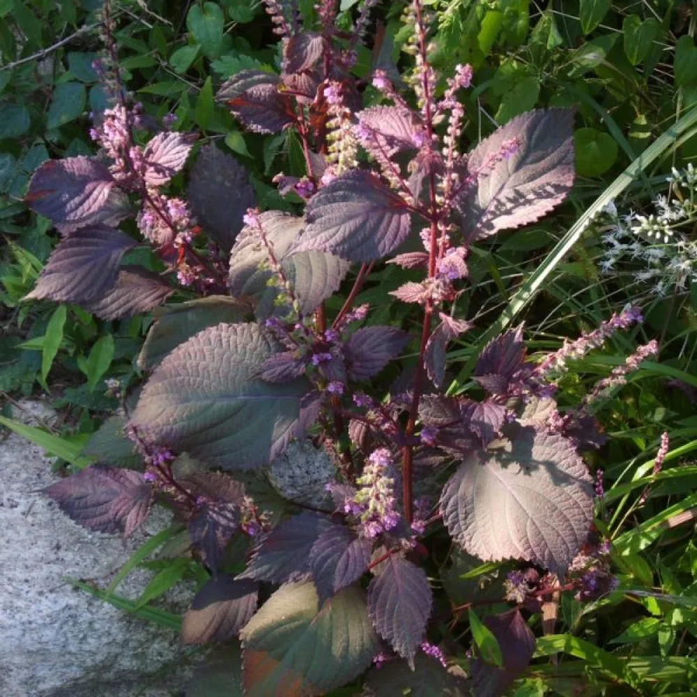 Perilla