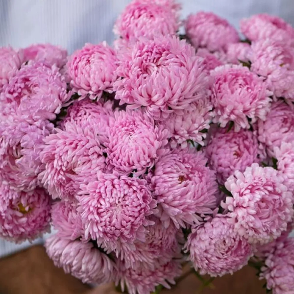 Sommaraster pionblommig – laxrosa
