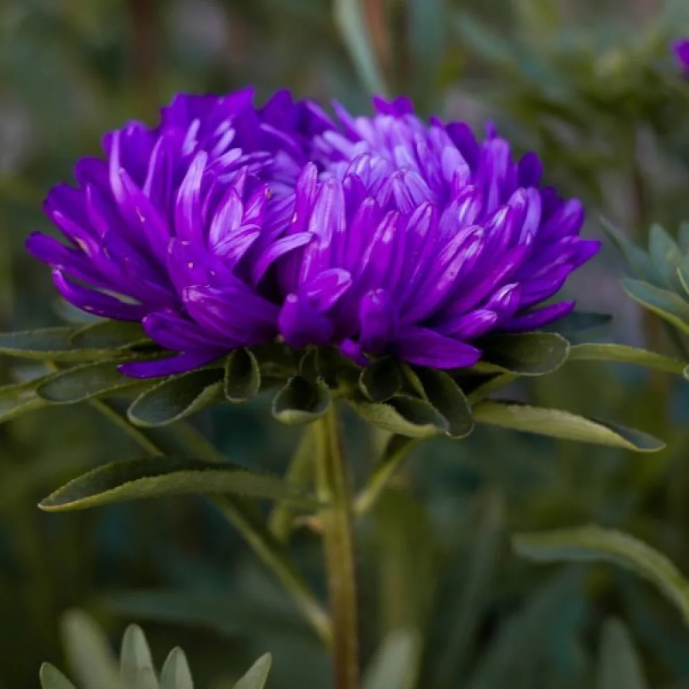 Sommaraster 'Apollonia' – violett