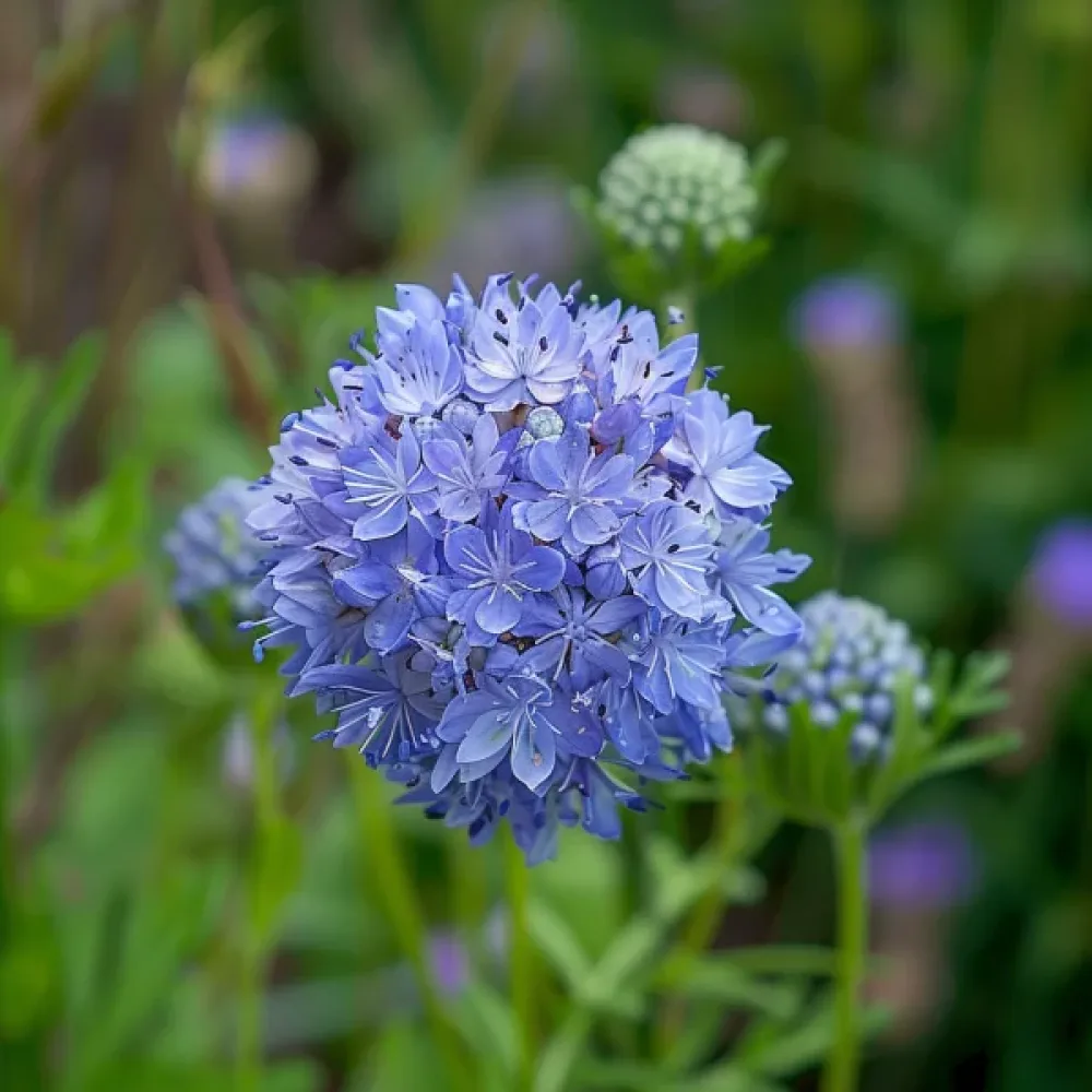 Huvudgilia