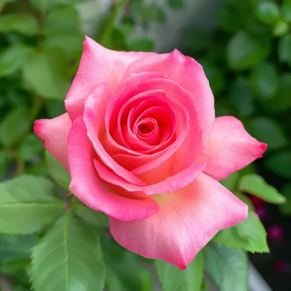 Ros 'Pink Snowflake' – barrotad