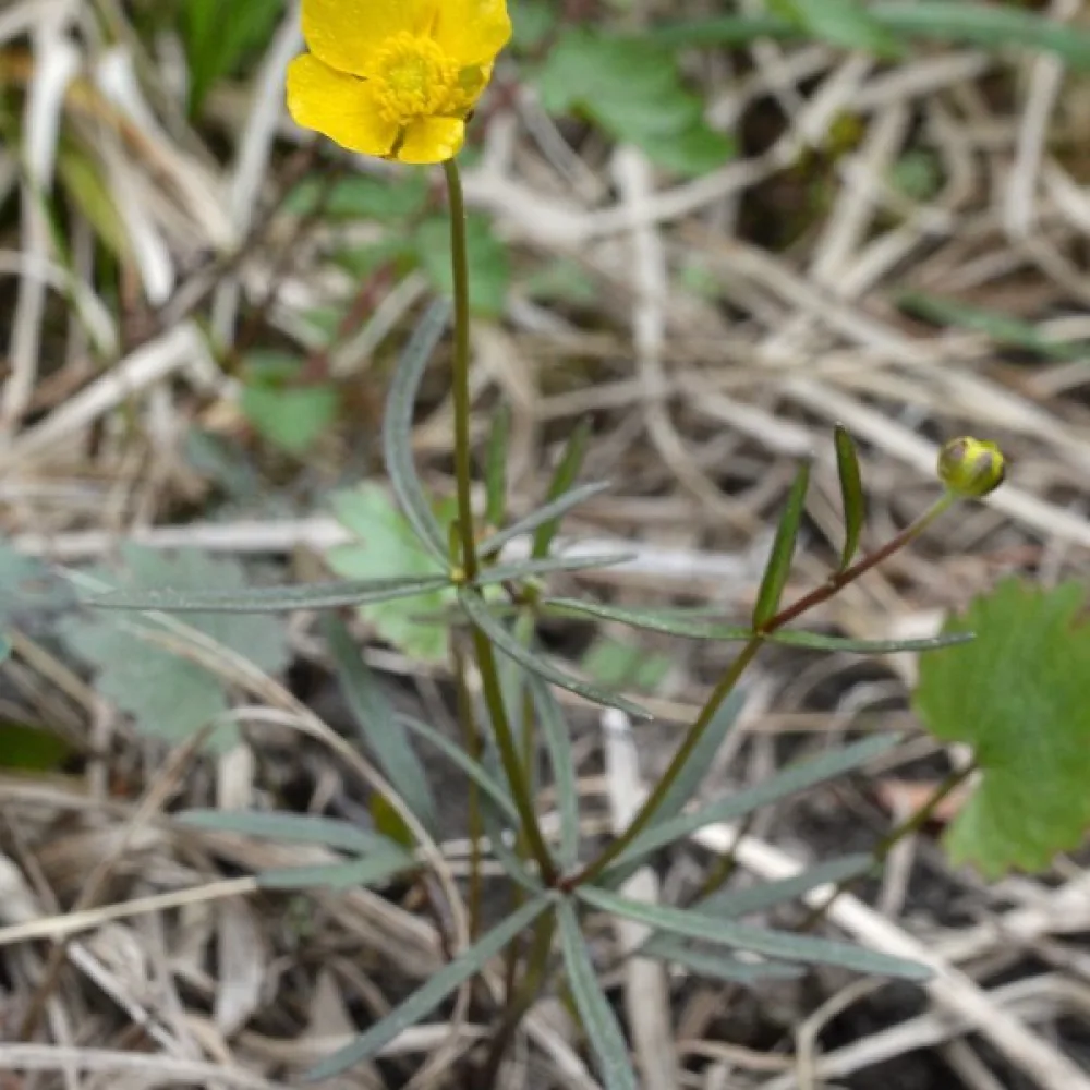 Majsmörblomma