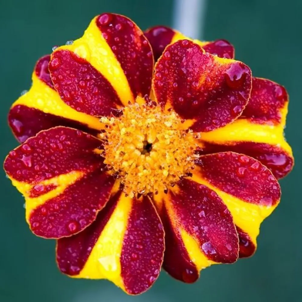 Fransk tagetes 'Striped Marvel'