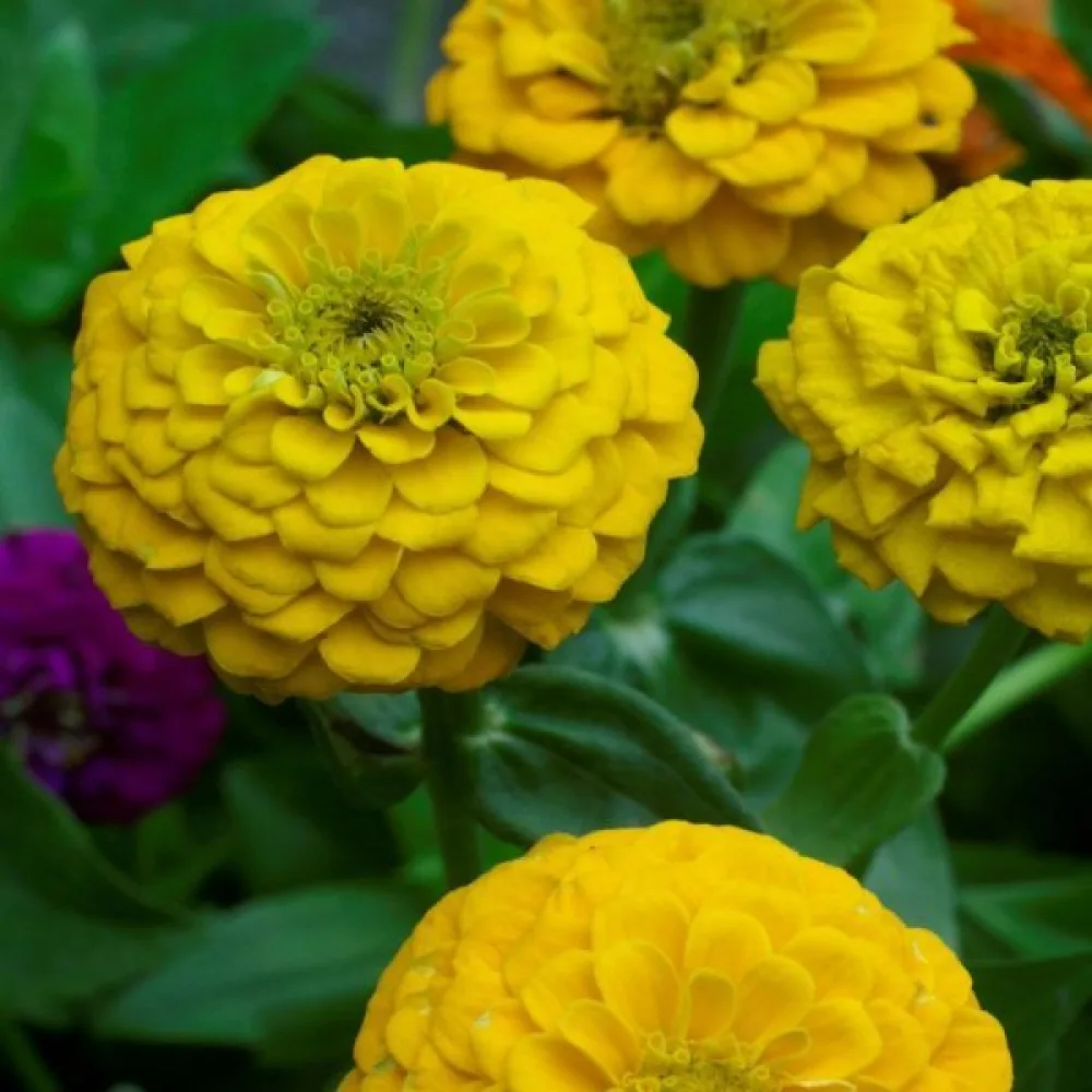 Zinnia 'Golden Gem'