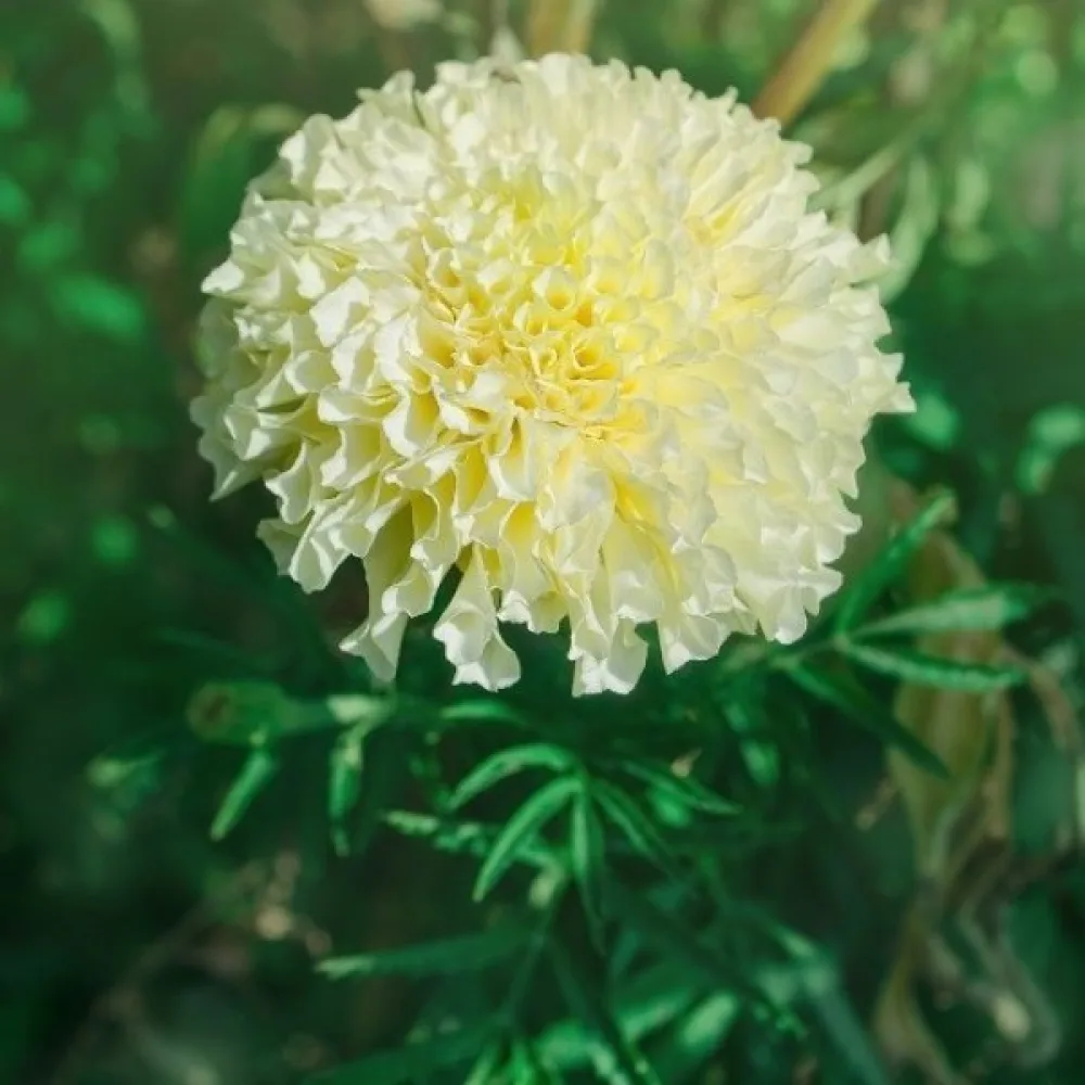 Afrikansk tagetes 'Albatros'