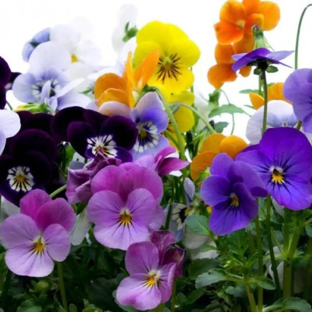 Pensé 'Scotch Hybrids' (blandning)
