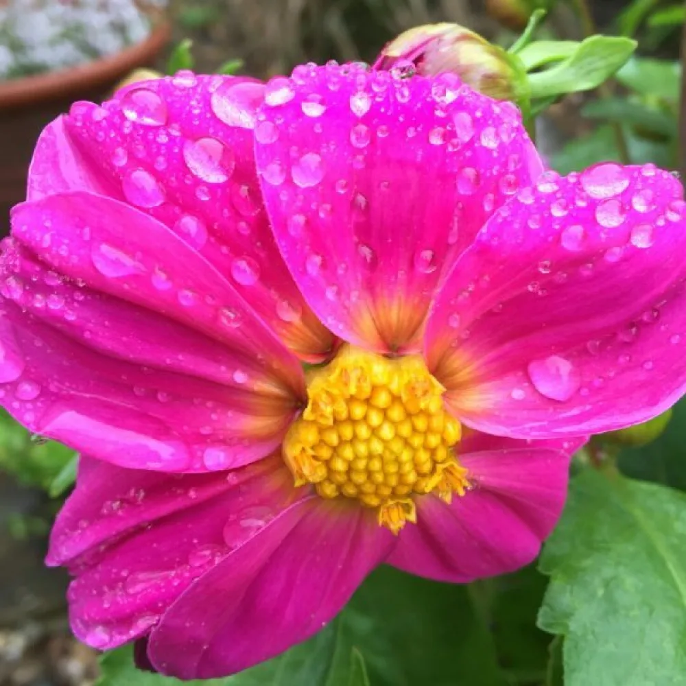Lågväxande dahlia 'Mignon Rose Shades'