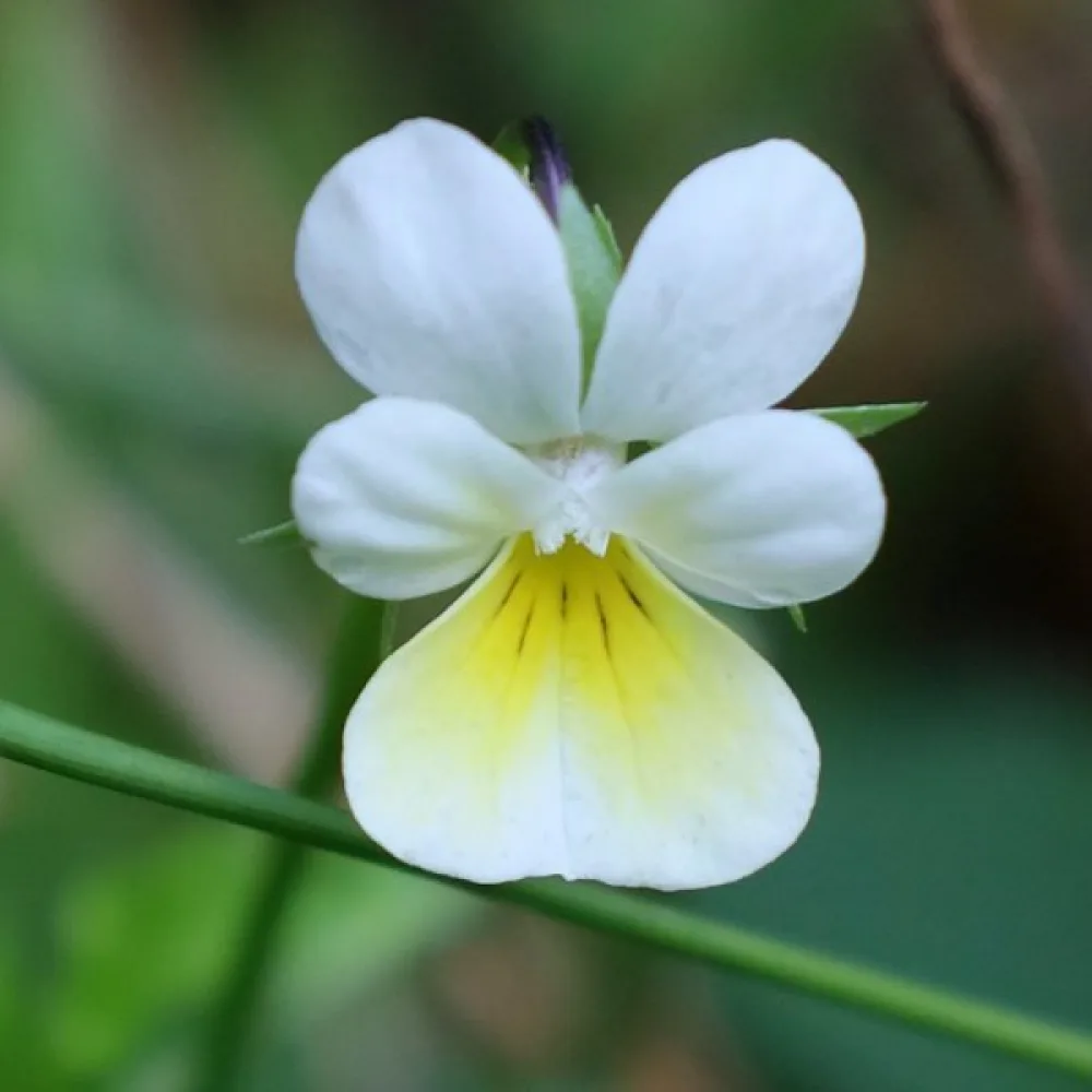 Åkerviol Viola arvensis
