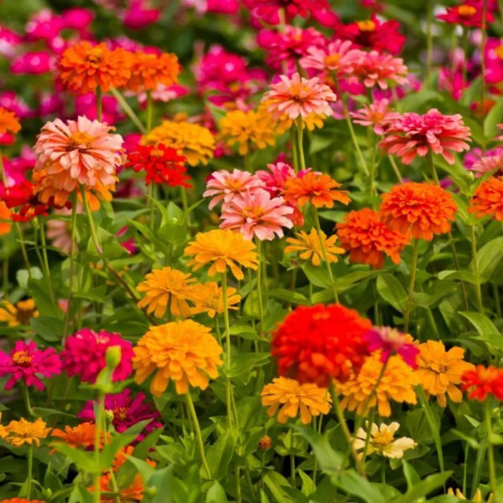 Zinnia 'California' (blandning)