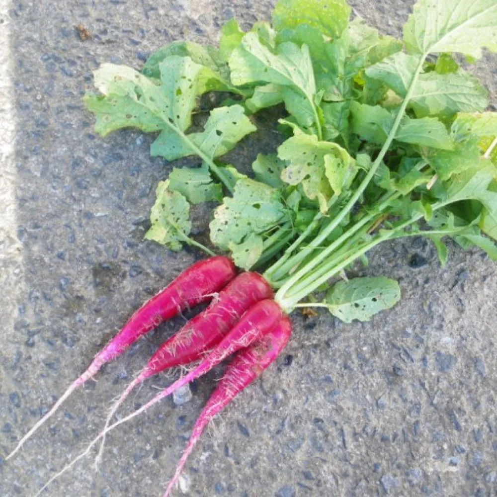 Japansk rättika 'Ostergruss'