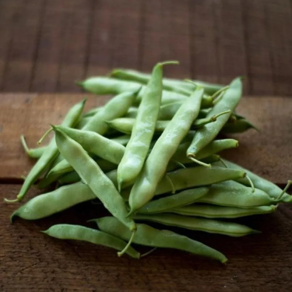 Torkböna Phaseolus vulgaris var. nanus 'Coco Noir-Starazagorski'