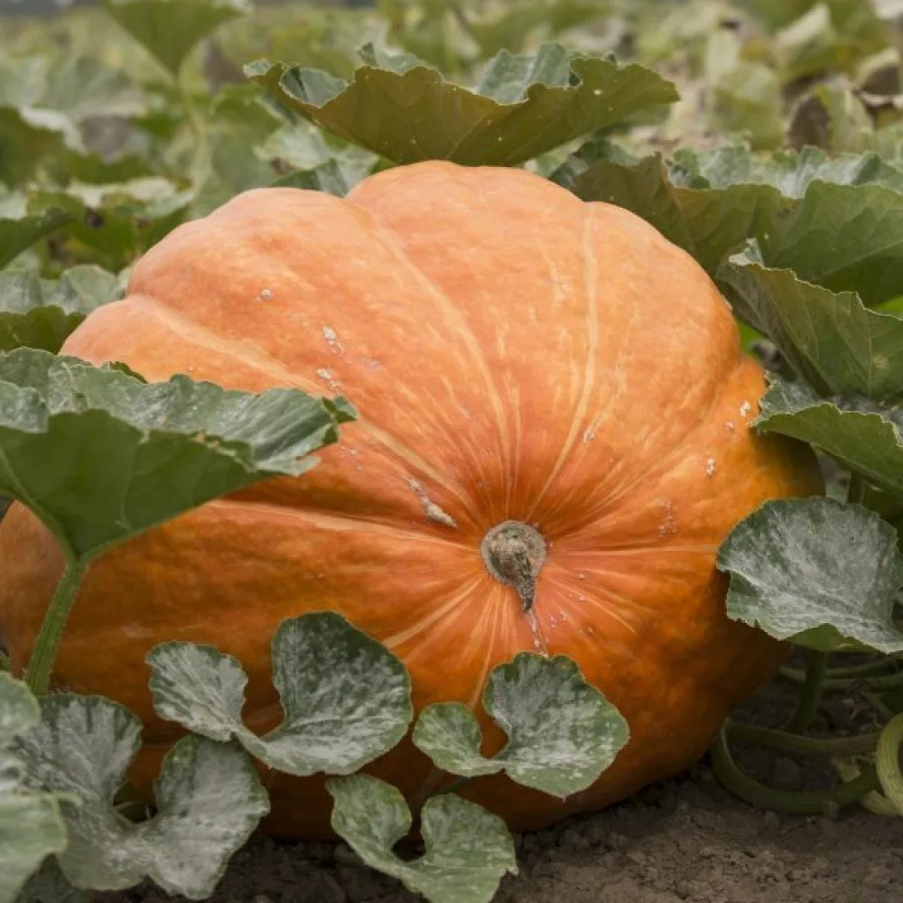 Pumpa 'Atlantic Giant'