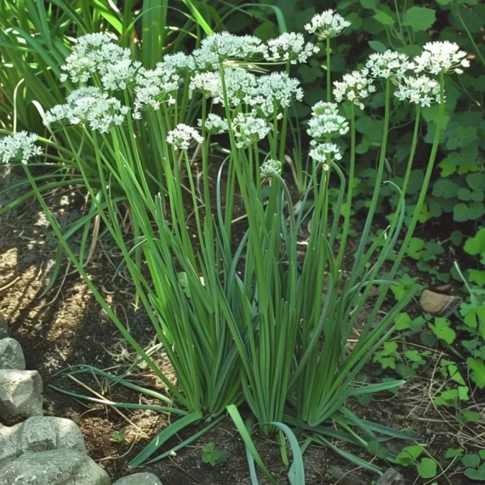 Kinesisk gräslök Allium tuberosum