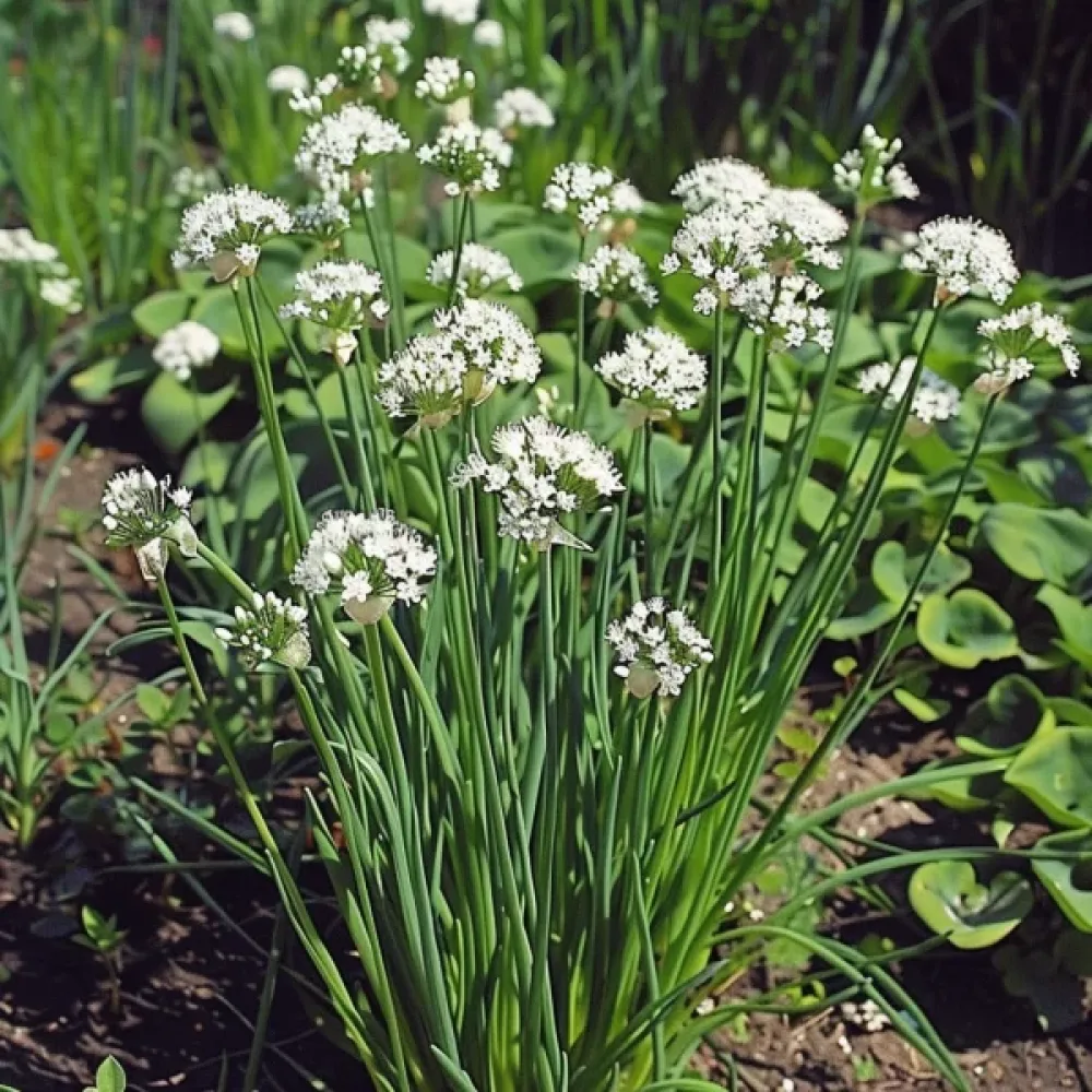 Kinesisk gräslök Allium tuberosum