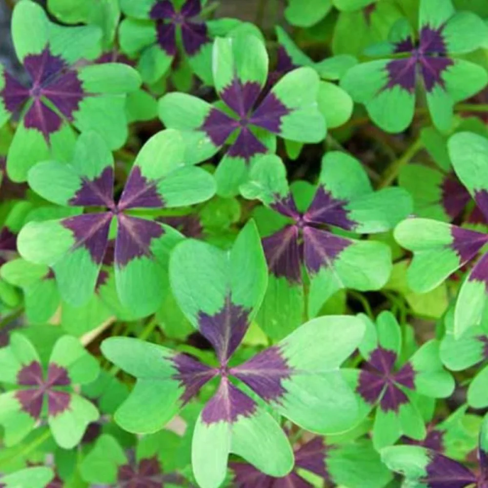 Lyckoklöver 'iron cross'