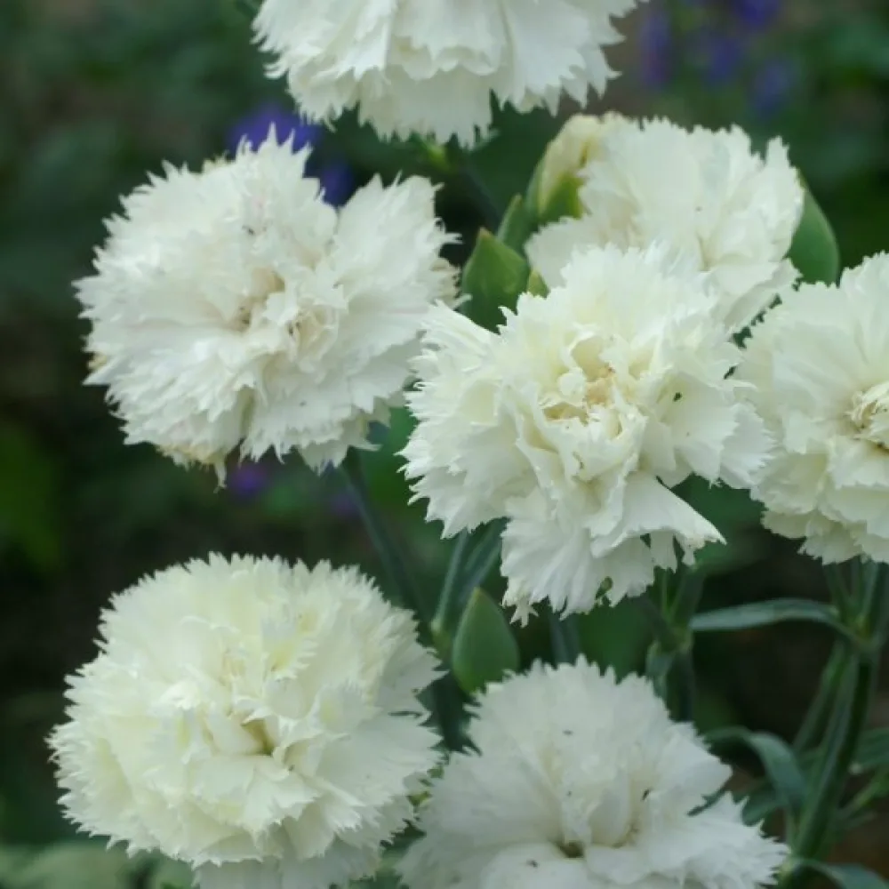 Nejlika Chabaud 'Jeanne Dionis'