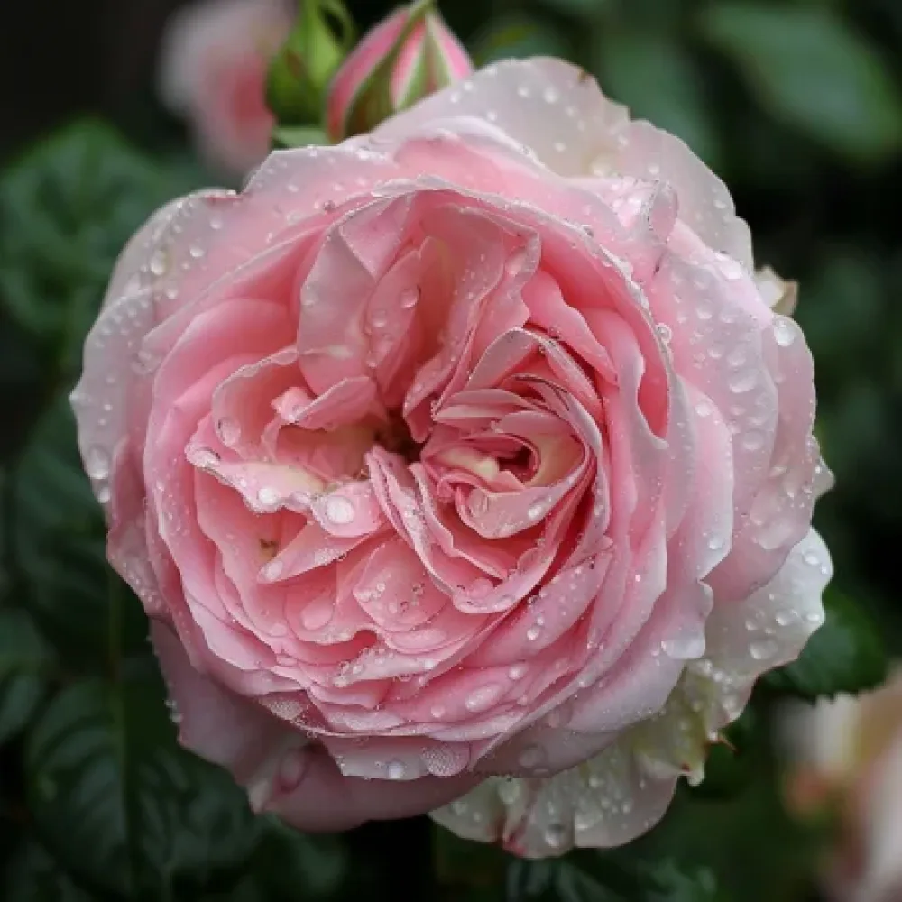 Ros 'Lightflora' – barrotad