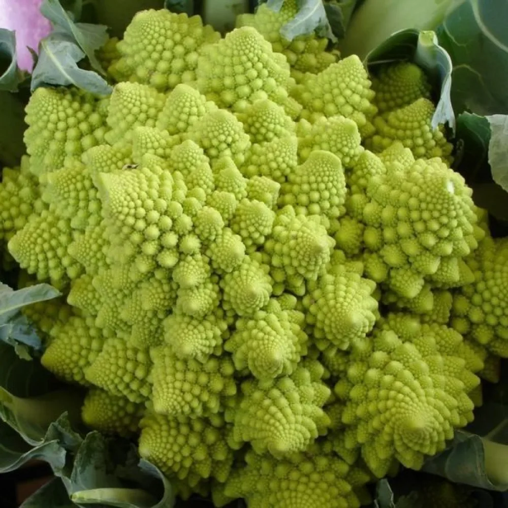 Blomkål 'Romanesco Natalino'
