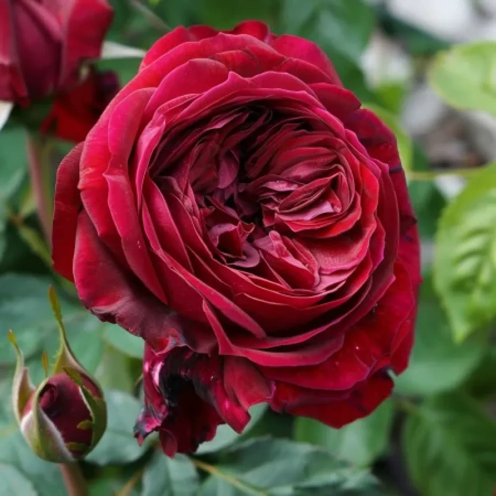 Ros 'Ruby Rose' – barrotad