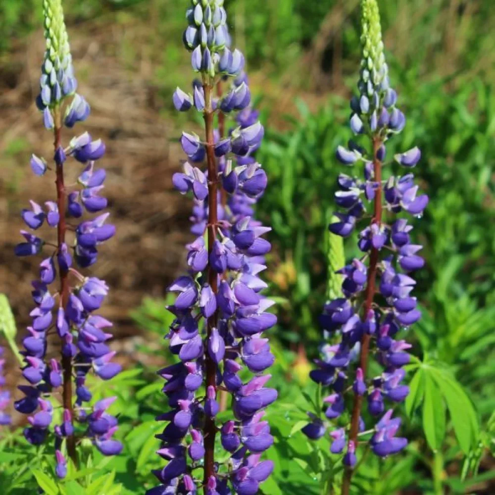 Lupin – sortblandning