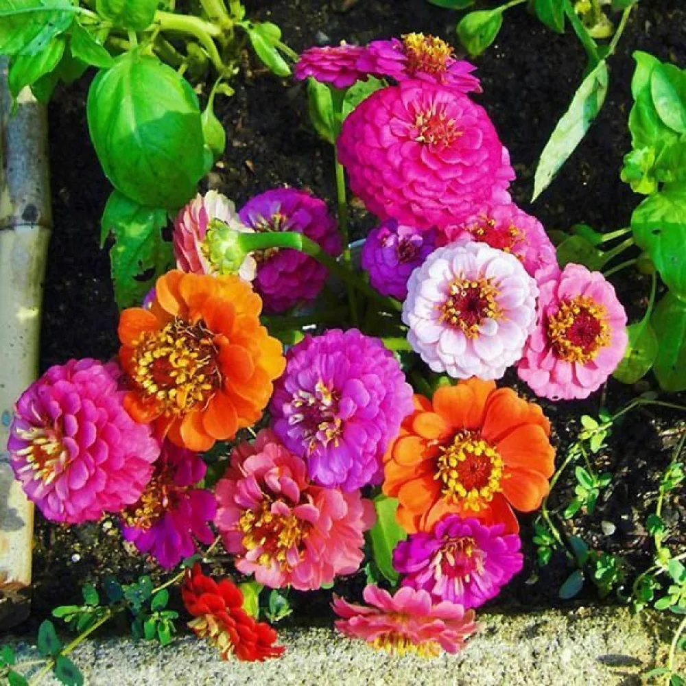 Zinnia 'Diablo' (blandning)