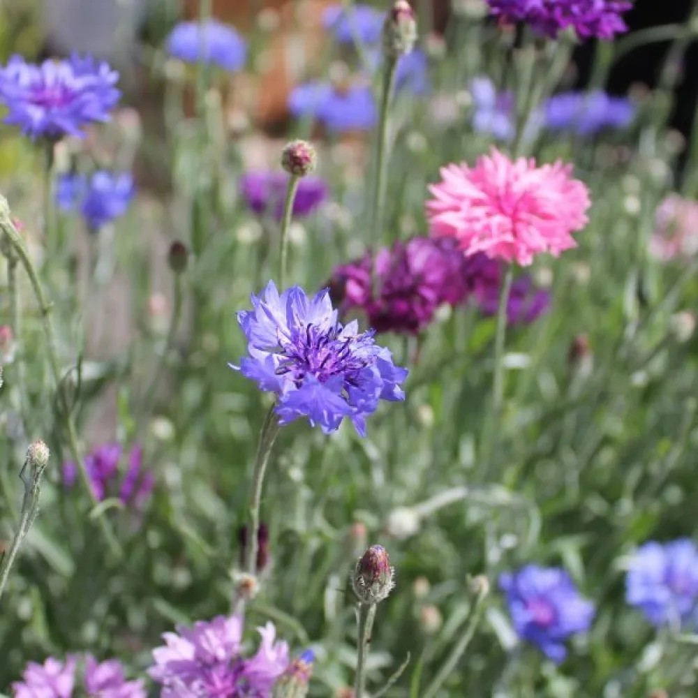 Blåklint Centaurea cyanus, låg, mix
