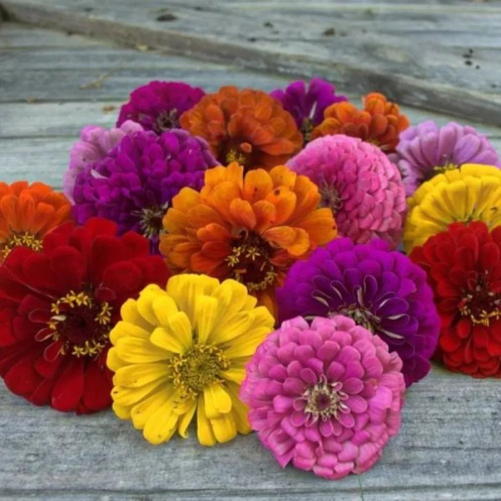 Zinnia 'Formula Mixture'
