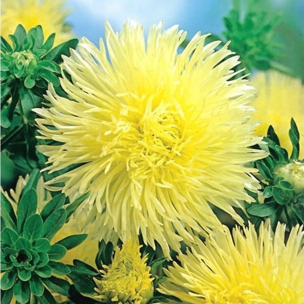 Sommaraster 'Igala' gul