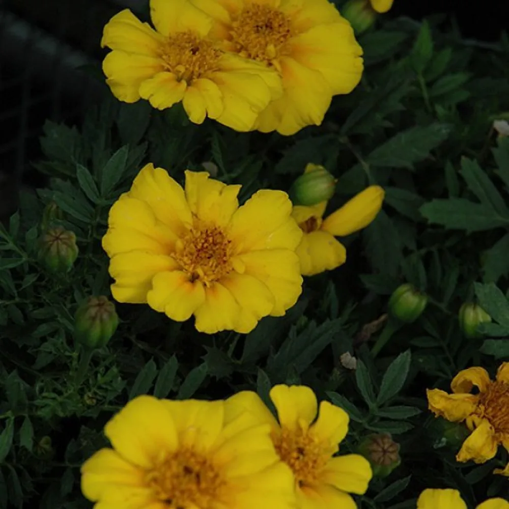 Fransk tagetes 'Sunny Yellow'
