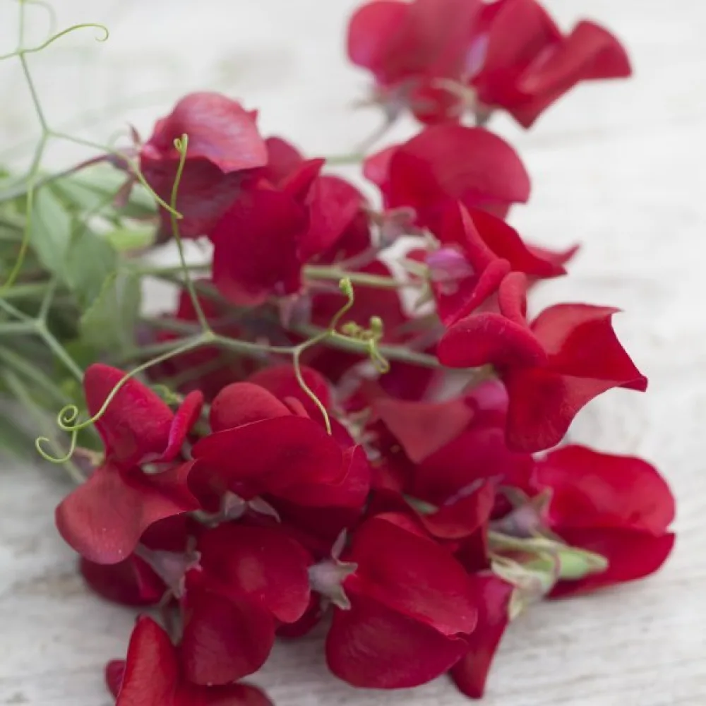 Luktärt Lathyrus odoratus – röd